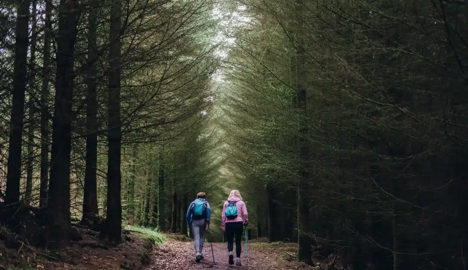A two friend enjoing a leisurely nature walk through a serene and peaceful forest, surrounded by lush greenery, at Ardmore Country House