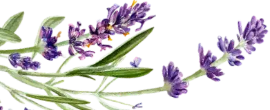 Fresh lavender plant with green leaves and purple flowers, ideal for aromatherapy
