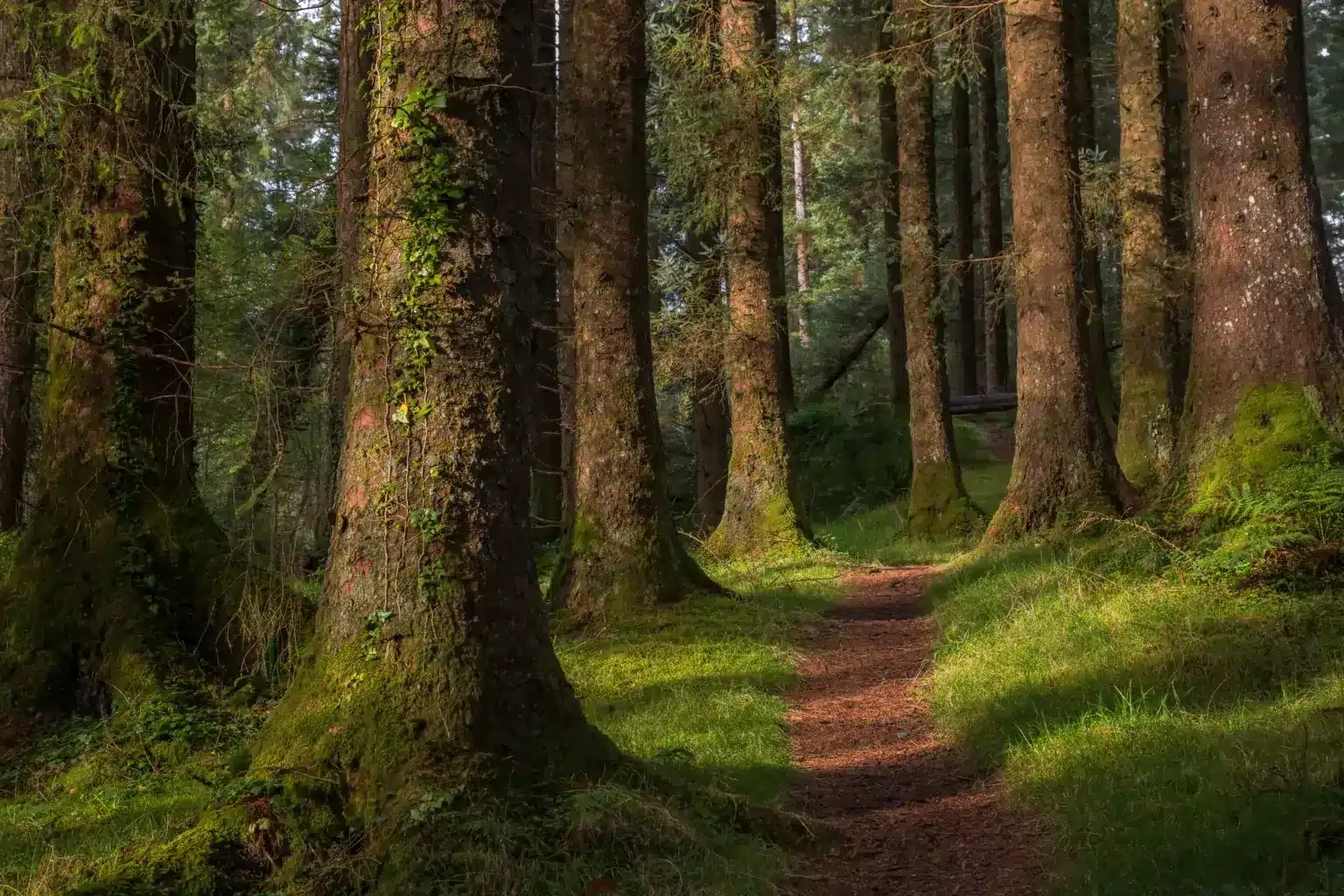 A peaceful forest path, bathed in sunlight and surrounded by tall trees and lush greenery, at Ardmore Country House