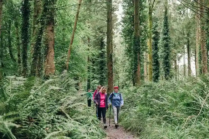 A group of friends enjoying a leisurely nature walk through a serene and peaceful forest, surrounded by lush greenery, at Ardmore Country House