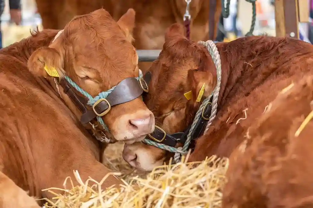 Visitors at the Tullamore Show & FBD National Livestock Show, Ireland’s top agricultural event. Discover more at Ardmore Country House.